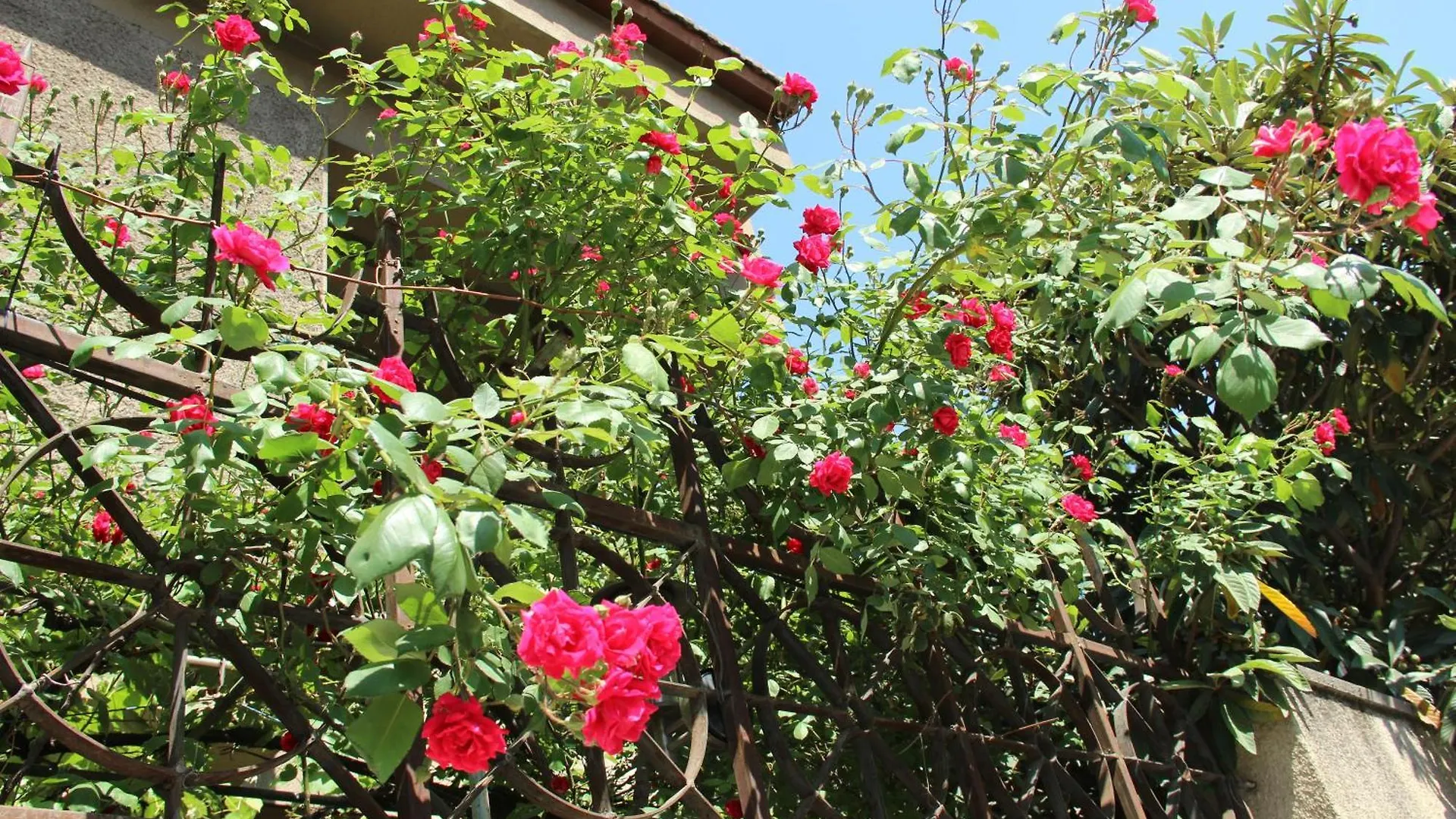 Iliani Hotel Τυφλίδα